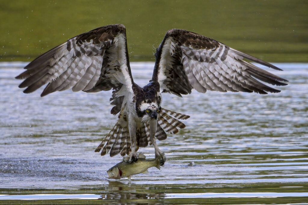 Osprey clutching onto a fish at the surface of the water