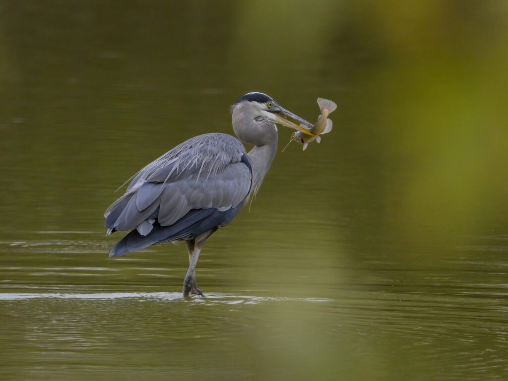 Great Blue Heron