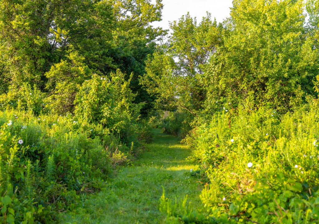 A mown grass path through tall summer greenery on the Osprey Lake Trail