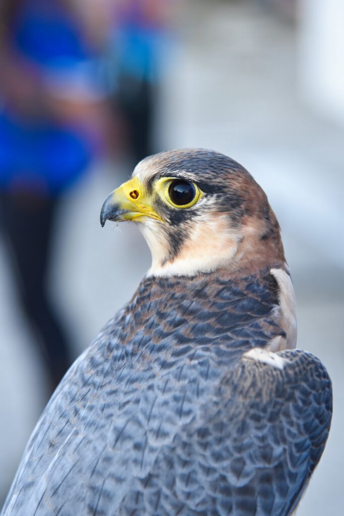 Close-up of a falcon in profile with a yellow beak and dark eye