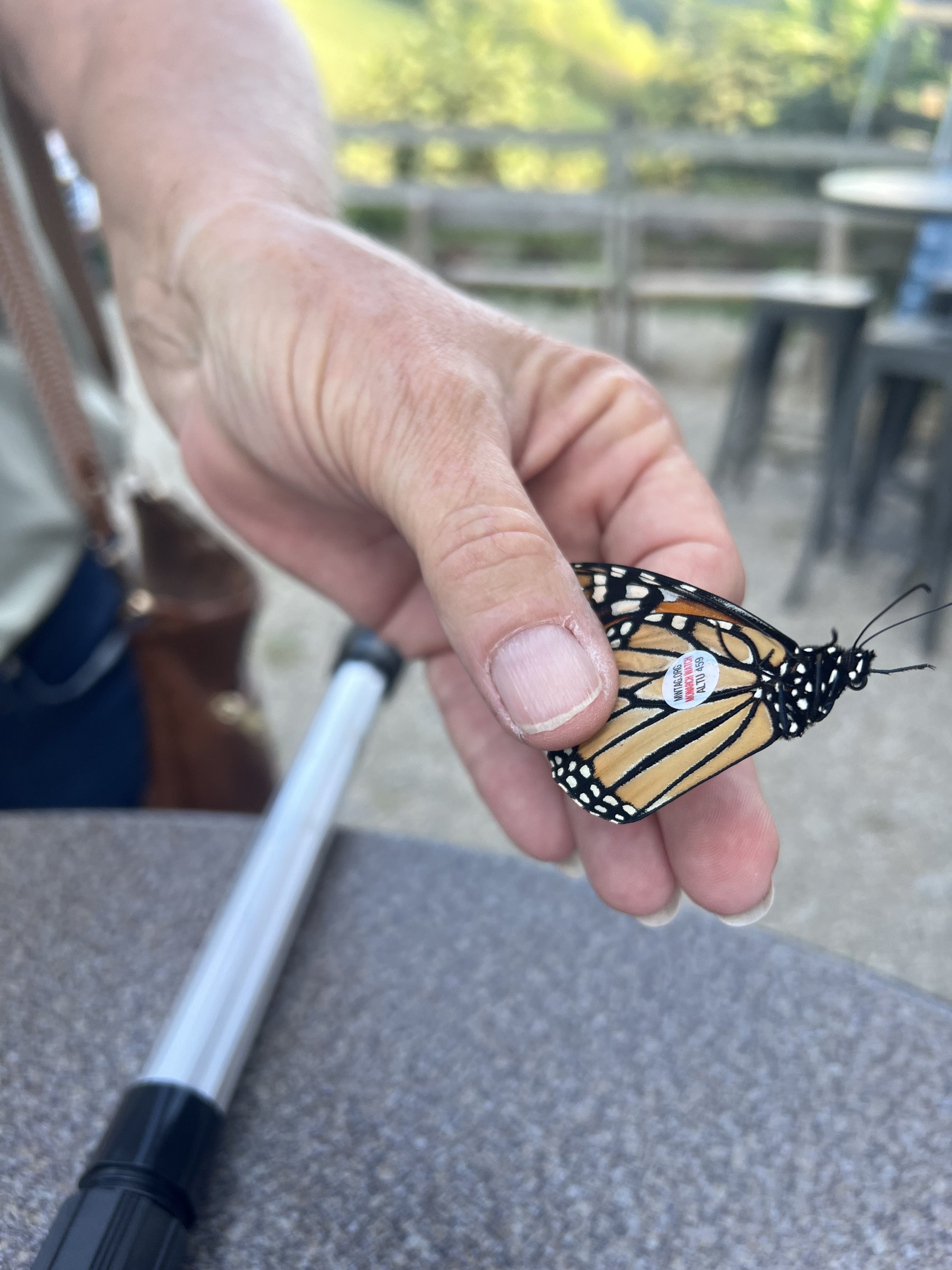 A hand holding a monarch butterfly with a small tracking tag on its wing